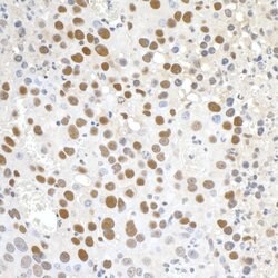 Paf1 Polyclonal Antibody, Bethyl Laboratories:Antibodies:Primary Antibodies