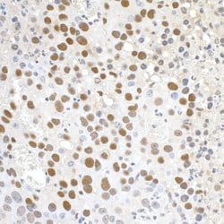 Paf1 Polyclonal Antibody, Bethyl Laboratories 10 &mu;L; Unconjugated:Antibodies,