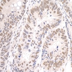 Paf1 Polyclonal Antibody, Bethyl Laboratories 10 &mu;L; Unconjugated:Antibodies,