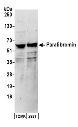 Parafibromin Rabbit anti-Human, Mouse, Polyclonal, Bethyl Laboratories