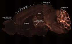 Invitrogen Parvalbumin Polyclonal Antibody 100 &mu;g | Buy Online | Invitrogen&trade; | Fisher Scientific
