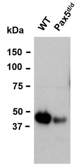 Invitrogen PAX5 Polyclonal Antibody 100 &mu;g; Unconjugated:Antibodies,