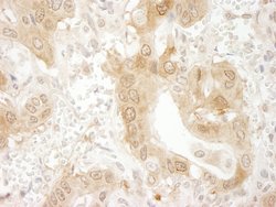 Paxillin Polyclonal Antibody, Bethyl Laboratories 10 &mu;L; Unconjugated:Antibodies,