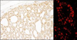Pds5B Rabbit anti-Human, Mouse, Polyclonal, Bethyl Laboratories 100 &mu;l;