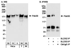 Pds5B Rabbit anti-Human, Mouse, Polyclonal, Bethyl Laboratories 100 &mu;l;