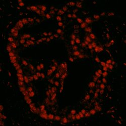 Pds5B Polyclonal Antibody, Bethyl Laboratories 100 &mu;L; Unconjugated:Antibodies,