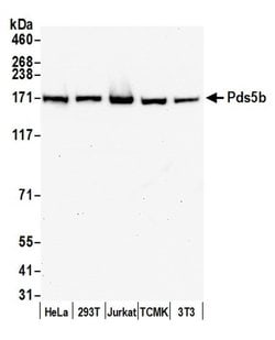 Pds5B Polyclonal Antibody, Bethyl Laboratories 20 &mu;L; Unconjugated:Antibodies,