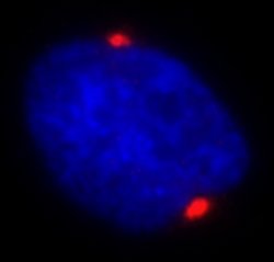 Pericentrin/Kendrin Polyclonal Antibody, Bethyl Laboratories 100 &mu;l;