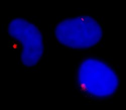 Pericentrin/Kendrin Polyclonal Antibody, Bethyl Laboratories 100 &mu;l;