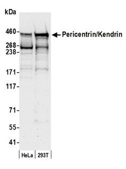Pericentrin/Kendrin Rabbit anti-Human, Polyclonal, Bethyl Laboratories