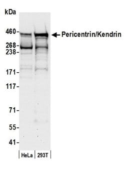 Pericentrin/Kendrin Polyclonal Antibody, Bethyl Laboratories 20 &mu;l;