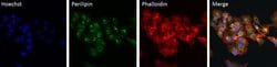 Invitrogen Perilipin 1 Polyclonal Antibody, Alexa Fluor 488 50 &mu;g; Alexa