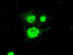 Periostin Mouse anti-Human, Clone: OTI1A1, liquid, TrueMAB 100 &mu;L; Unconjugated:Antibodies,