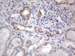 Periostin Mouse anti-Human, Clone: OTI2F7, lyophilized, TrueMAB 100 &mu;g;