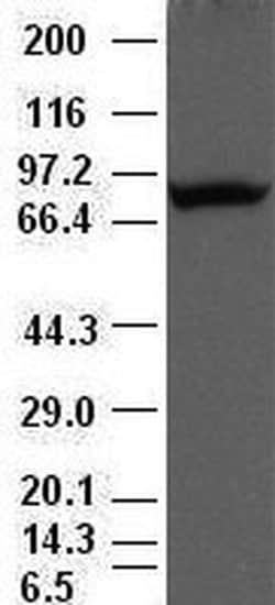 Periostin Mouse anti-Human, Clone: OTI1A1, liquid, TrueMAB 100 &mu;L; Unconjugated:Antibodies,