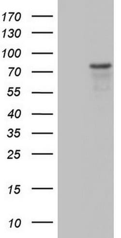 Periostin Monoclonal Antibody (OTI6A9), TrueMAB , OriGene:Antibodies:Primary