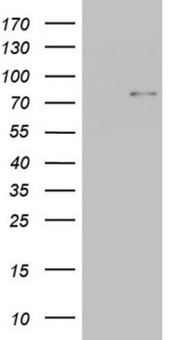 Periostin Mouse anti-Human, Clone: OTI2F7, lyophilized, TrueMAB 100 &mu;g;