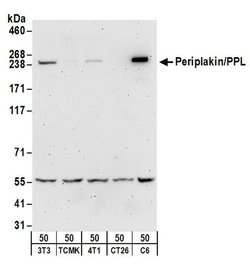 Periplakin/PPL Rabbit anti-Human, Mouse, Rat, Polyclonal, Bethyl Laboratories