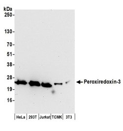 Peroxiredoxin-3 Polyclonal Antibody, Bethyl Laboratories:Antibodies:Primary