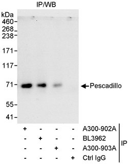 Pescadillo Rabbit anti-Human, Polyclonal, Bethyl Laboratories 10 &mu;L;