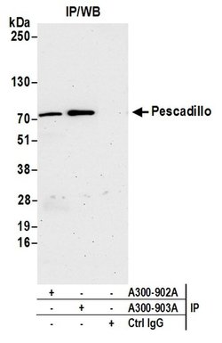Pescadillo Rabbit anti-Human, Polyclonal, Bethyl Laboratories 100 &mu;L;