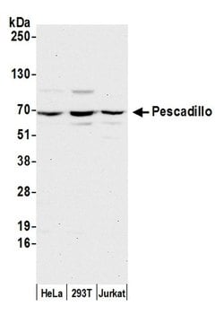Pescadillo Polyclonal Antibody, Bethyl Laboratories:Antibodies:Primary