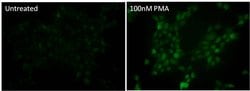 Invitrogen Phospho-p38 MAPK (Thr180, Tyr182) Monoclonal Antibody (S.417.1)