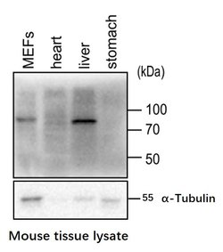 Invitrogen Phospho-GYS1 (Ser641, Ser645) Polyclonal Antibody 100 &mu;L;