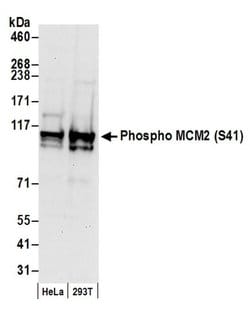 Phospho-MCM2 (Ser41) Rabbit anti-Human, Mouse, Polyclonal, Bethyl Laboratories