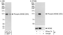 Phospho-MCM2 (Ser53) Rabbit anti-Human, Mouse, Polyclonal, Bethyl Laboratories