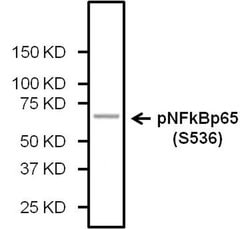 Invitrogen Phospho-NFkB p65 (Ser536) Monoclonal Antibody (T.849.2) 100