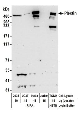 Plectin Rabbit anti-Human, Mouse, Polyclonal, Bethyl Laboratories 100 &mu;L;
