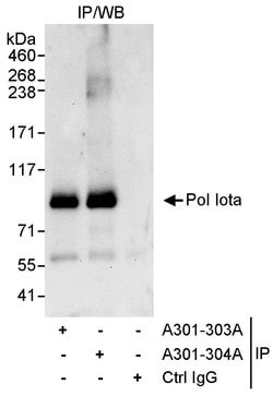 Pol Iota Rabbit anti-Human, Polyclonal, Bethyl Laboratories 10 &mu;L; Unconjugated:Antibodies,