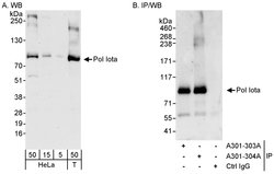 Pol Iota Rabbit anti-Human, Polyclonal, Bethyl Laboratories 100 &mu;L;