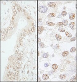 Pol Lambda Rabbit anti-Human, Mouse, Polyclonal, Bethyl Laboratories 100