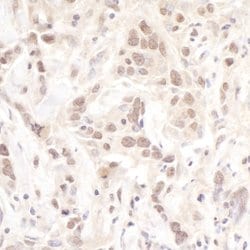 Pol Lambda Rabbit anti-Human, Mouse, Polyclonal, Bethyl Laboratories 100