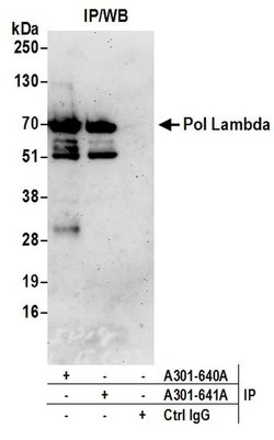 Pol Lambda Rabbit anti-Human, Polyclonal, Bethyl Laboratories 100 &mu;L;