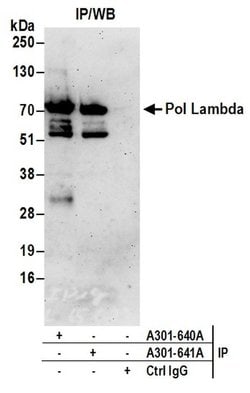 Pol Lambda Rabbit anti-Human, Mouse, Polyclonal, Bethyl Laboratories 100