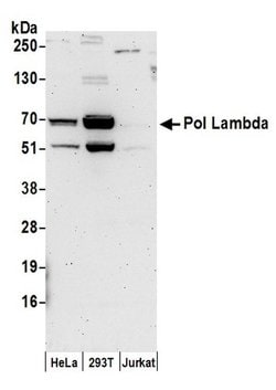 Pol Lambda Rabbit anti-Human, Polyclonal, Bethyl Laboratories 100 &mu;L;