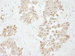 Pol Lambda Polyclonal Antibody, Bethyl Laboratories 100 &mu;L; Unconjugated:Antibodies,