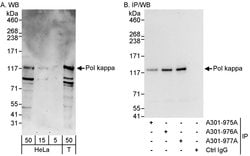 Pol kappa Rabbit anti-Human, Polyclonal, Bethyl Laboratories 100 &mu;L;