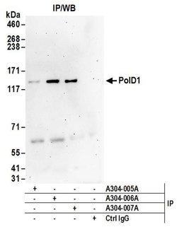 PolD1 Rabbit anti-Human, Mouse, Polyclonal, Bethyl Laboratories 100 &mu;L;