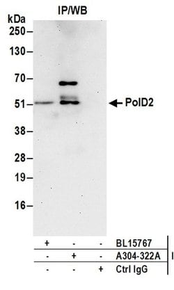 PolD2 Rabbit anti-Human, Polyclonal, Bethyl Laboratories 100 &mu;L; Unconjugated:Antibodies,