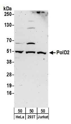 PolD2 Rabbit anti-Human, Polyclonal, Bethyl Laboratories 100 &mu;L; Unconjugated:Antibodies,