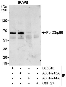PolD3/p66 Rabbit anti-Human, Polyclonal, Bethyl Laboratories 10 &mu;L;