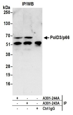 PolD3/p66 Rabbit anti-Human, Polyclonal, Bethyl Laboratories 100 &mu;l;