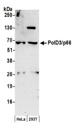 PolD3/p66 Rabbit anti-Human, Polyclonal, Bethyl Laboratories 100 &mu;l;