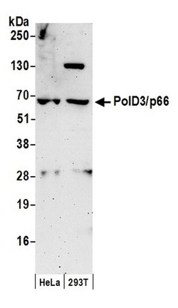 PolD3/p66 Polyclonal Antibody, Bethyl Laboratories:Antibodies:Primary Antibodies