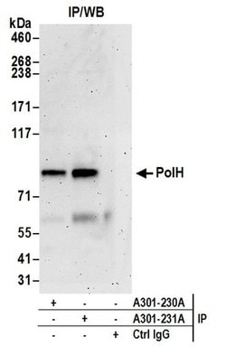 PolH Rabbit anti-Human, Polyclonal, Bethyl Laboratories 100 &mu;L; Unconjugated:Antibodies,