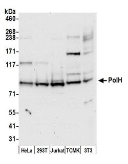 PolH Rabbit anti-Human, Polyclonal, Bethyl Laboratories 100 &mu;L; Unconjugated:Antibodies,
